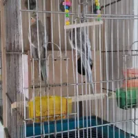 عروس هلندی مولد