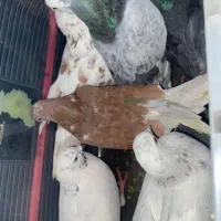 کفتر
