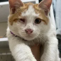 واگذاری رایگان|گربه|تهران, فلسطین (میدان انقلاب)|دیوار