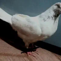 کبوتر  غریب گرفته شده نشون دارد