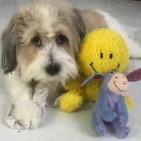 شیتزو تریر رایگان|سگ|تهران, دانشگاه شریف|دیوار