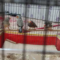 فنچ|پرنده|یزد, |دیوار