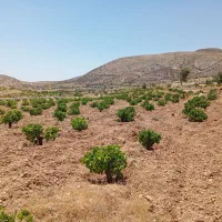 باغ انگور و پسته در روستای بردج ۸۰۰۰ متری|فروش خانه و ویلا|شیراز, داریون|دیوار