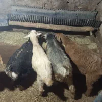 7بزو5بزغاله|حیوانات مزرعه|دهگلان, |دیوار