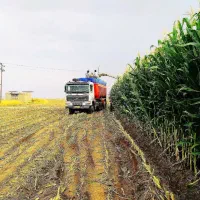 ذرت علوفه ای