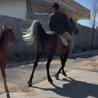 مادیان ترکی ۶ سال بسیار سرودمگیر