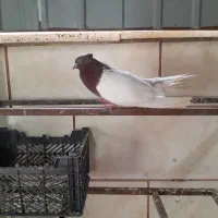 کله ای سرخ دمسفید|پرنده|قم, شهرک مهدیه (مدرس)|دیوار