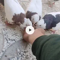 دوتا جوجه جوانه طوقی سرخ|پرنده|تربتحیدریه, کلاته توکلی|دیوار