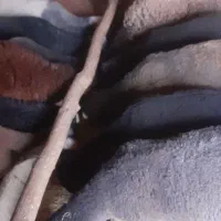 بره نرو ماده