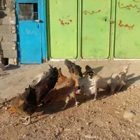 مرغ و خروس کوردی اصل|حیوانات مزرعه|روانسر, |دیوار