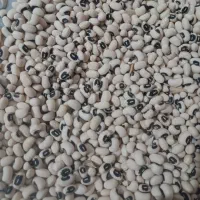 لوبیا چشم بلبلی