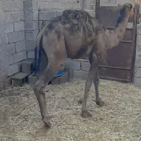شتر
