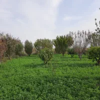 باغ به متراز ۵ هزار مترمربع دارای کانکس بر جاده|فروش زمین و ملک کلنگی|شوط, |دیوار