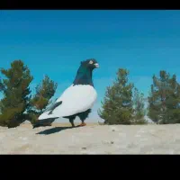 کبوتر سینه سیاه  شیش دانگ