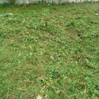 چمنزنی و علفزنی با دستگاه|خدمات باغبانی و درختکاری|لولمان, |دیوار