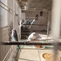 مرغ عشق مولد|پرنده|اردبیل, |دیوار