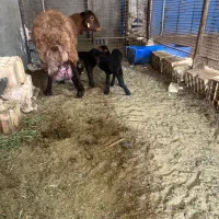 بره همو و هترو