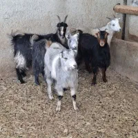 چپش بز وبزغاله