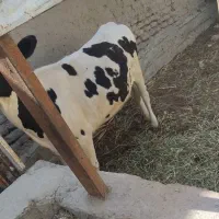 گوساله ماده حارجی