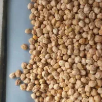 نخود درشت امسال