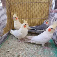 4تا عروس هلندی|پرنده|جلفا, |دیوار