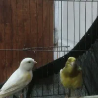 جفت قناری خوشرنگ  فقط فروش معاوضه ندارم