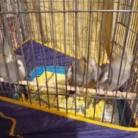 4تا جوجه عروس هلندی