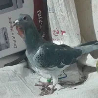 کبوتر۲تاجان آردن خون خالص سبز وسیلور