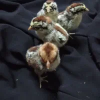 تخم نطفه‌دار و جوجه  ورورک ، لاکنولدر وبراکل سیلور