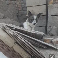 سگ عروسکی ا