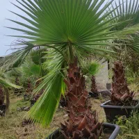 فروش پالم واشنگتن تنه یک متری|خدمات باغبانی و درختکاری|چابکسر, |دیوار