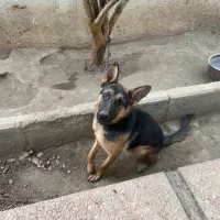سگ ژرمن نر ۸ ماهه