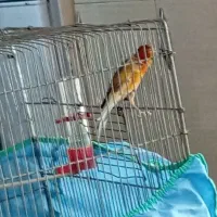 قناری سوخته سرخ