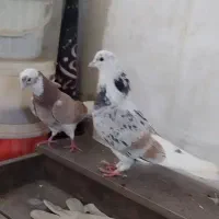 یه جفت کبوتر شازده هما معاوضه با طوقی یا سینه ای