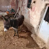 الاغ ماده جوان باکره