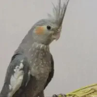 عروس هلندی ماده