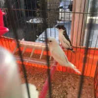 فنج|پرنده|شهریار, شهرک بهاران (ویره)|دیوار