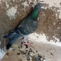 پرنده گرفتنی قلدر