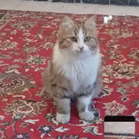 فروش گربه|گربه|اندیشه, اندیشه فاز ۱|دیوار