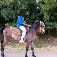 اسب نریون دوسر مصری