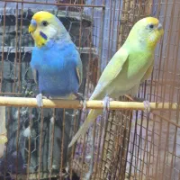 مرغ عشق رینبو