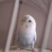 مرغ  عشق  آبی