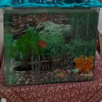 آکواریوم شیشه خم سالم خانگی