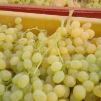 انگور درجه یک یک