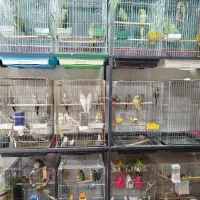 کاسکو راهب ملنگو گرینچیک عروس برزیلی مینا سهره