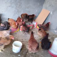 بوقلمون و مرغ وخروس|حیوانات مزرعه|مشهد, کوشک مهدی|دیوار