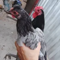 مرغ و خروس گلین