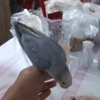 طوطی گمشده|پرنده|برازجان, |دیوار