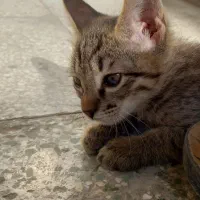 واگذاری گربه dsh درقم