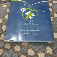 سگ شیتزو|سگ|تایباد, |دیوار